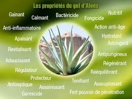 Détails : Aloe Véra Bio pur jus direct grossiste agriculteur Agitateur pour la santé